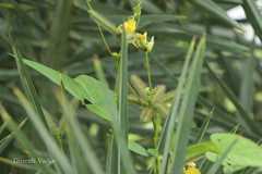 Vigna radiata var. sublobata